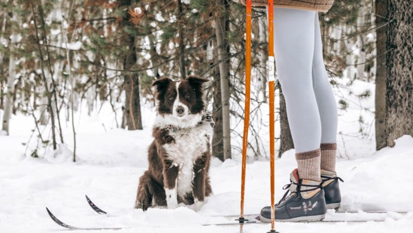 Photo cross-country skiing