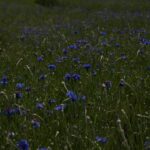 Photo cornflower color