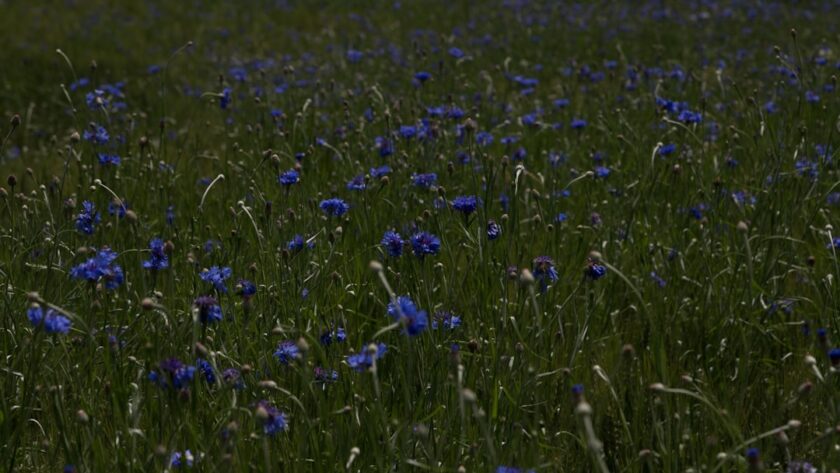 Photo cornflower color