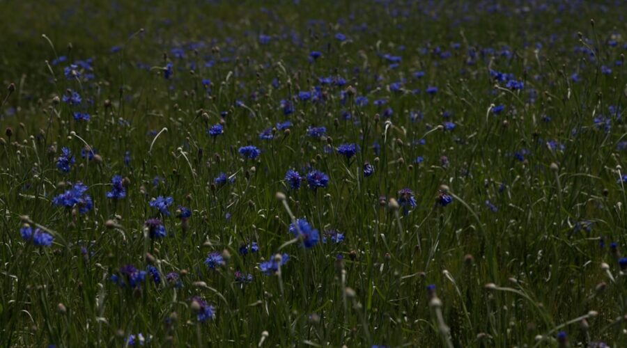 Photo cornflower color